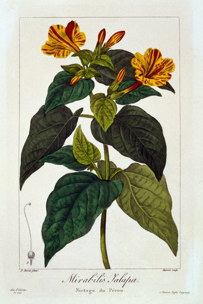 Ipomea purga by Pancrace Bessa